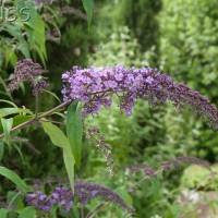 Butterfly bush